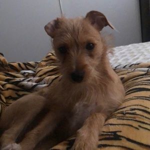 Meet your Posher, Annabel